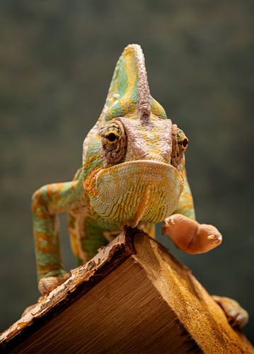 Chamäleon Close-up - Lebendige Farbpalette