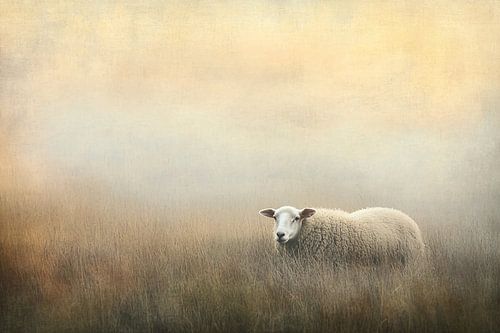 Schaap in mistige weide