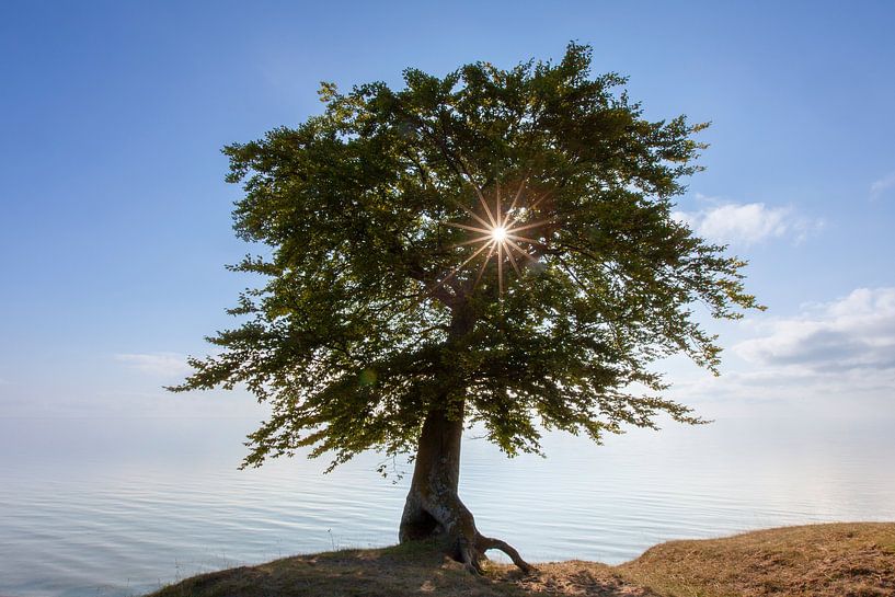 Beech Haväng by Sven-Erik Arndt