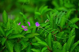 Wikke in Großaufnahme von Jurjen Melinga