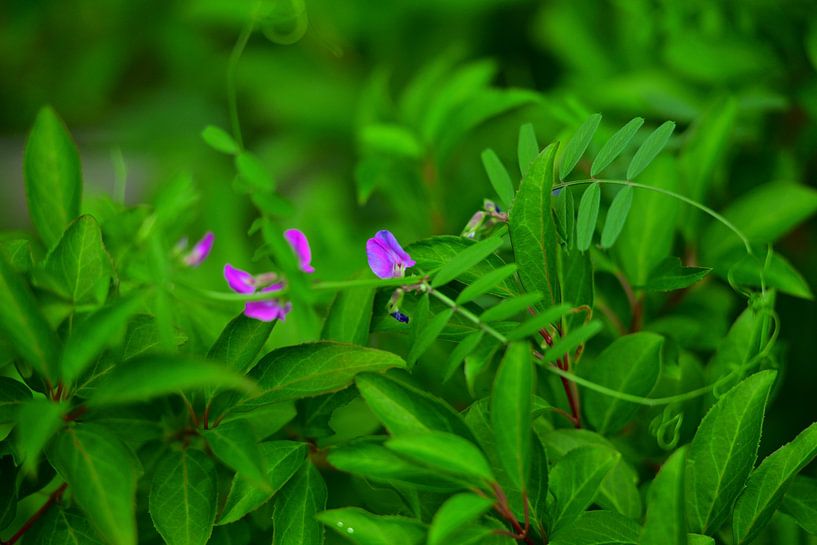 Wikke en gros plan par Jurjen Melinga