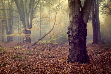 Atmosphärisch neblige Herbst-Waldszene