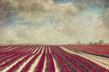 Blooming - Field with red Tulips van Dirk Wüstenhagen