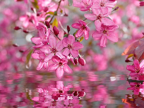 Lenteochtend (liggend formaat)