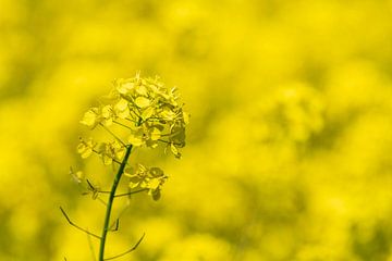 Fleur de printemps jaune de la graine de navet sur Bob Janssen