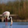 Roze flamingo (Phoenicopterus roseus) van Dirk Rüter