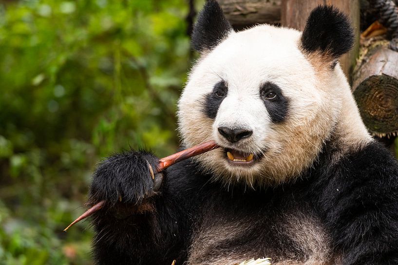 Panda in China essen von Michael Bollen