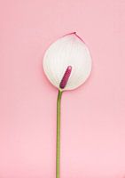 Pastel roze 