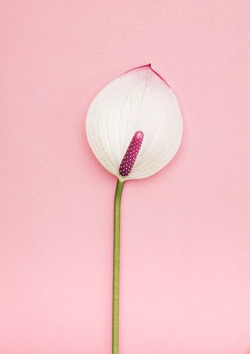Pastel roze 