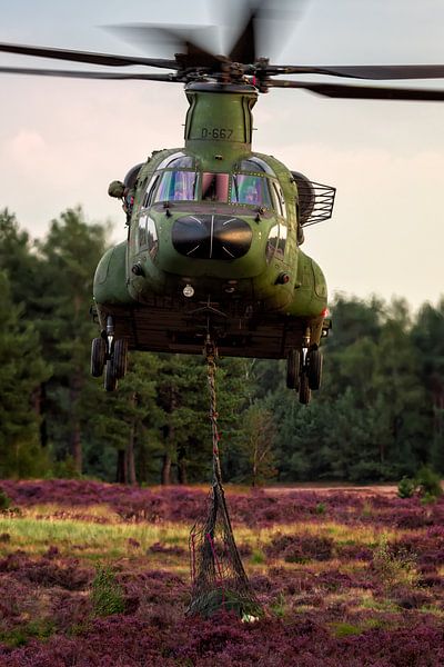 Chinook en violet Oirschotse Heide par Aron van Oort