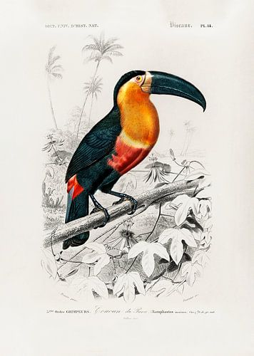 Toucan (ramphastos)