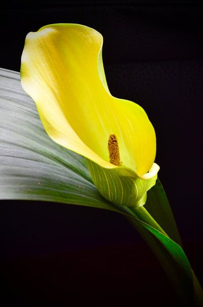 Calla op zwart by Ilja Kalle