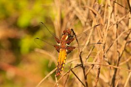 Libelle von Thomas Jäger