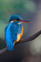 IJsvogel