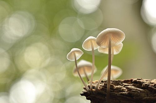 Angelic mushrooms