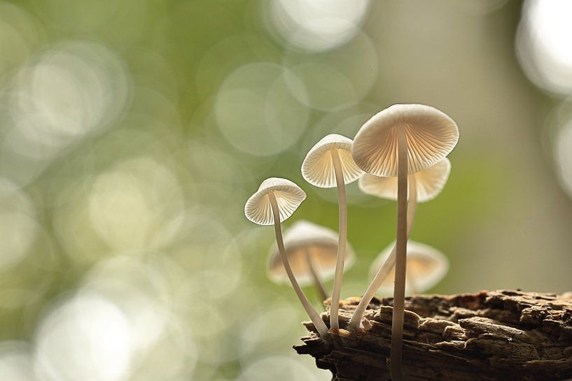 Champignons angéliques par Mandy Gunderson