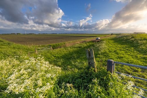Fluitekruid bloeid in het voorjaar op een mooie avond in het Hogeland van Groningen. Mooie wolkenluc