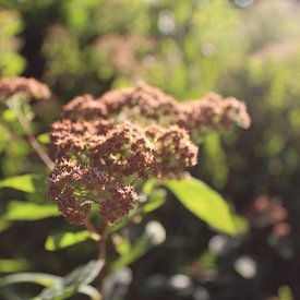 Roelof Mol photo de profil