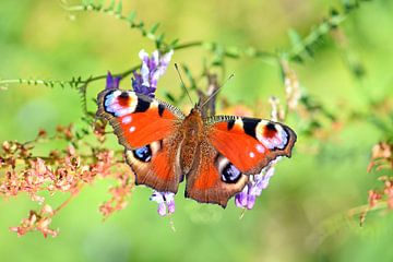 Peacock's Eye van Wiltrud Schwantz