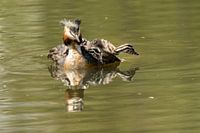 Grebe swims with three striped chicks