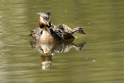 Grebe swims with three striped chicks