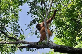 Ein flinker Orang-Utan mitten im Blätterdach von Frank Photos