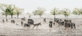 Zebras durch den Staub von Loris Photography