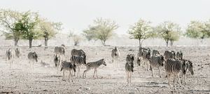 Zebra's door het stof van Loris Photography