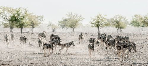 Zèbres à travers la poussière sur Loris Photography