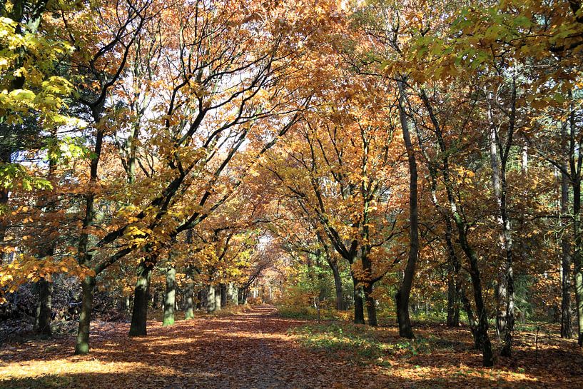 Gouden herfstbos van Jolanta Mayerberg