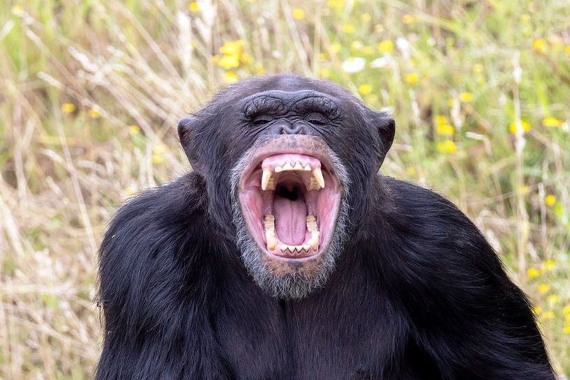 Chimpanzé (Pan troglodytes) par Edwin Butter