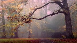 Herfst in het paleispark Het Loo van Rob Sprenger