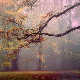 Herbst im Schlosspark Het Loo von Rob Sprenger