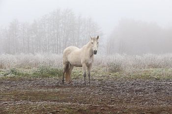 Winter Horse