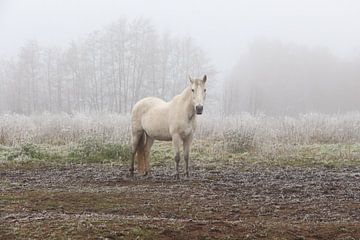 Winter horse von Hélena Schra