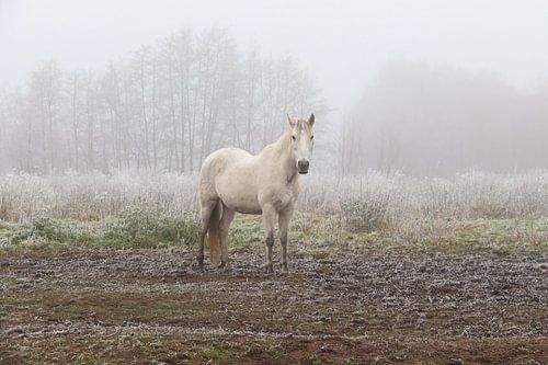 Winter horse