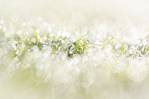 Tautropfen auf dem Gras am Morgen mit einem schönen Bokeh