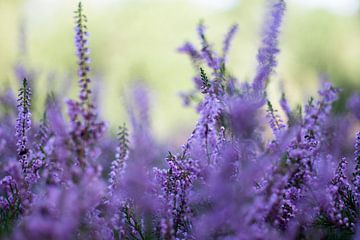 Landes violettes sur san sober