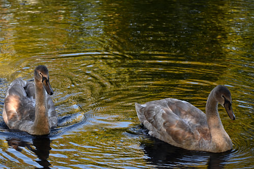SWANS