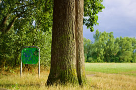 A special tree by Armanto Brouka