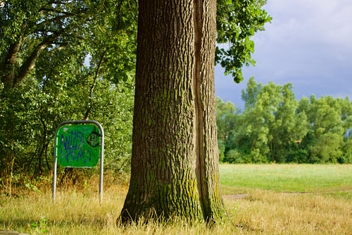 Un arbre spécial