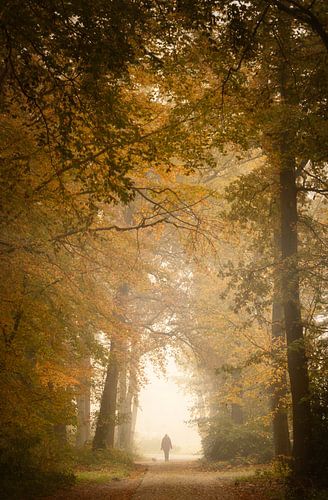 Herfstwandeling in het bos