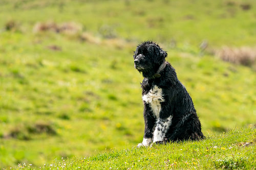 Guardian of the High Pasture