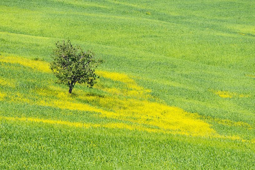 In the golden breath of spring - The mulberry tree and the sea of flowers by Walter G. Allgöwer