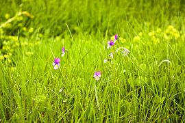 Voorjaarsbloemetjes by H Verdurmen