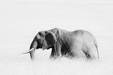 Elefant im Gras - High Key von Angelika Stern