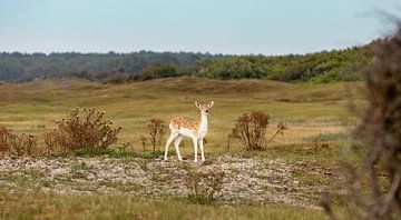 Young roe deer in the dunes 4 by Percy's fotografie