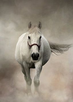 Cheval blanc dans le brouillard sur Diana van Tankeren
