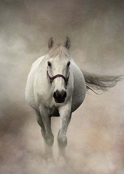 Weißes Pferd im Nebel von Diana van Tankeren