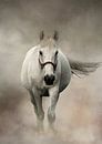 Weißes Pferd im Nebel von Diana van Tankeren Miniaturansicht